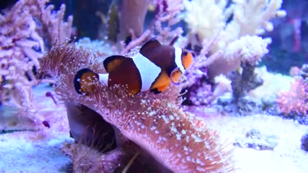 Amphiprion Ocellaris Clownfish swimming in Marine Aquarium. Clown fish hiding in colorful anemone - Filmati, video