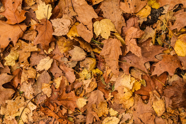 Autumn leaves	 - Photo, Image