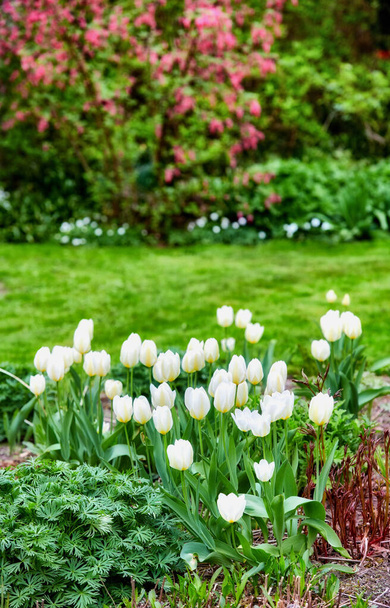 Beautiful white tulips in my garden in early springtime. - Zdjęcie, obraz