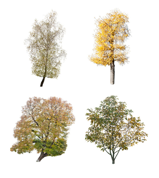 τέσσερα δέντρα - Φωτογραφία, εικόνα