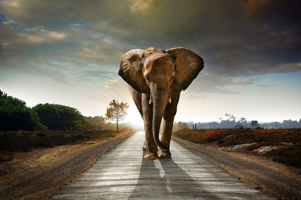 Single Walking Elephant - Fotó, kép