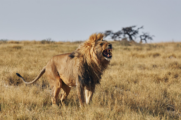 Рев льва
 - Фото, изображение