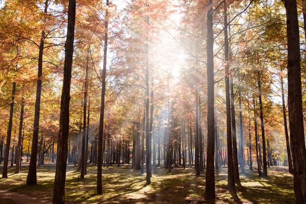 Piękne złote liście w jesiennym lesie z porannym słońcem, promienie słoneczne przez liście i drzewo, dekoracje jesienne tło - Zdjęcie, obraz