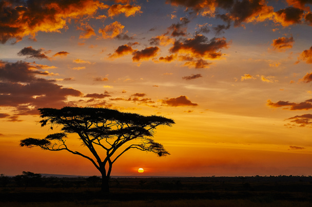 Afrikaanse zonsondergang - Foto, afbeelding