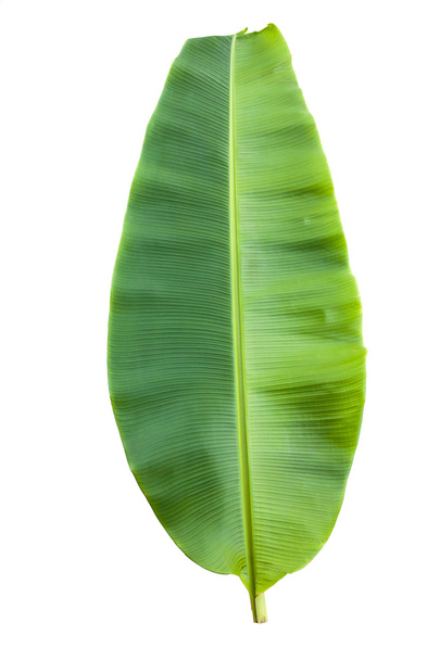 Feuille de banane verte isolée
 - Photo, image