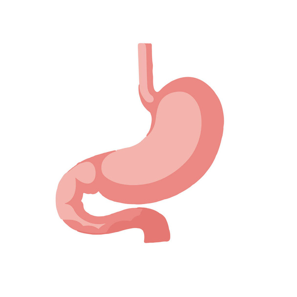 Human internal organ with stomach - Foto, Imagem