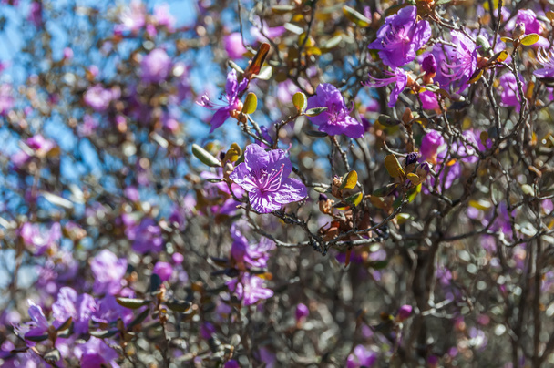 magenta flowers shrub - Foto, afbeelding