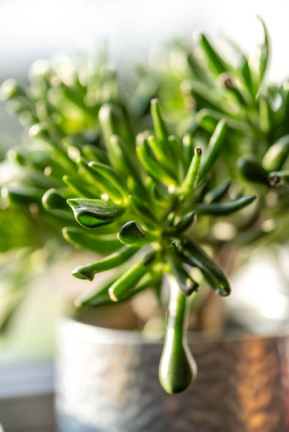 A vertical closeup shot of a branched potted green succulent plant - Φωτογραφία, εικόνα