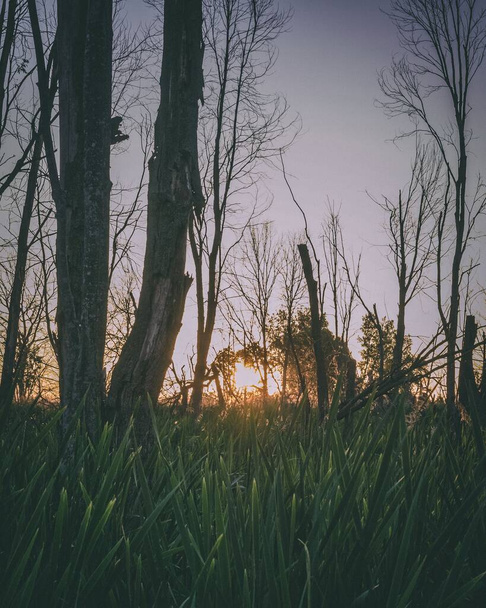 A vertical shot of a forest at sunset - Photo, Image