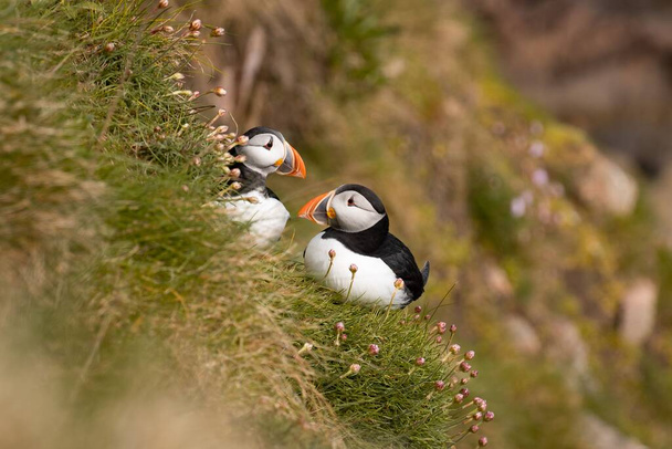 A close-up shot of Atlantic puffins on a rock with a background of sea - Foto, afbeelding