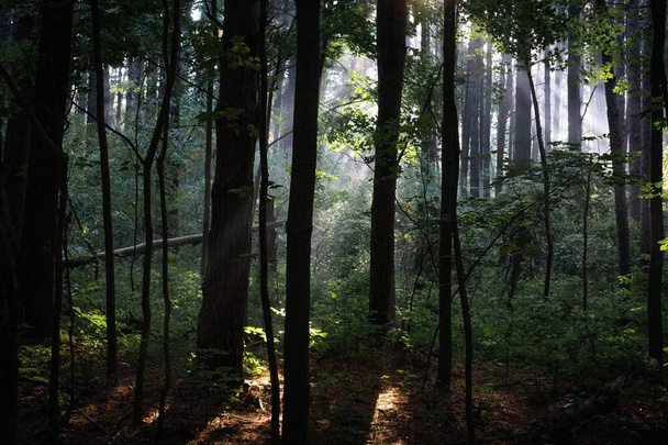 A natural landscape of a forest - Fotó, kép