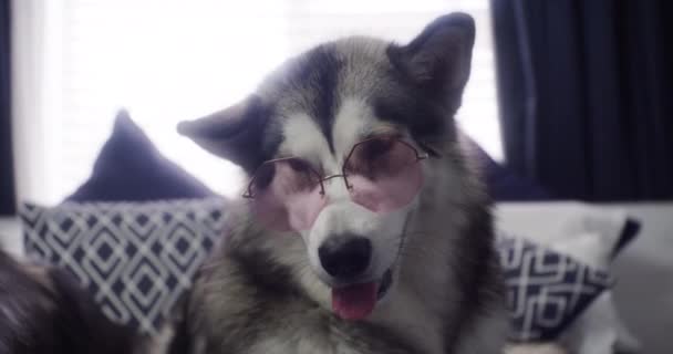 Βίντεο 4k με ένα αξιολάτρευτο σκυλί να φοράει πρωτοποριακά γυαλιά ηλίου στο σπίτι. - Πλάνα, βίντεο