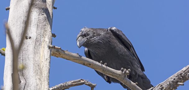 Cuervo común mirando hacia abajo desde un árbol
 - Foto, imagen