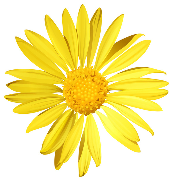eine Sonnenblume - Vektor, Bild