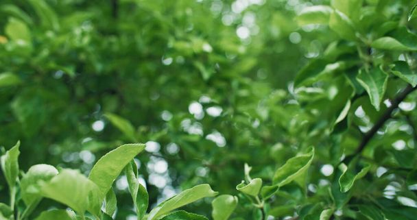 Nature background. Green foliage. Forest conservation. Summer lush apple tree leaves on bokeh light defocused texture greenery wallpaper. - Photo, Image