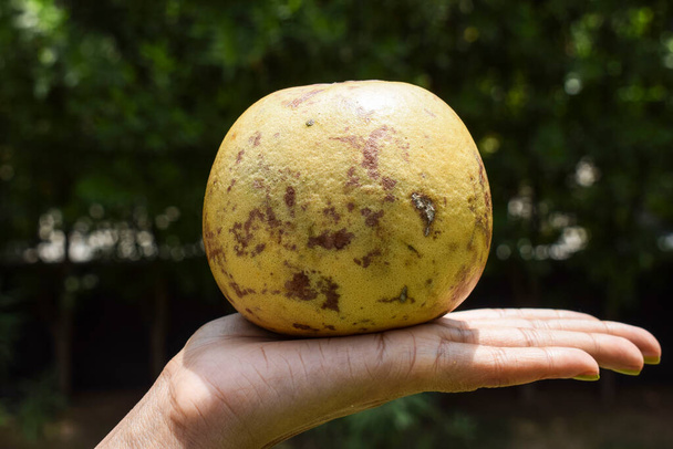 Индийский баэль или целые фрукты Бел. Также известен как деревянное яблоко, золотое яблоко из Индийского субконтинента, Индии, Шриланки, Бангладеш и Непала. Сладкие и здоровые летние фрукты Bel или bael фрукты - Фото, изображение