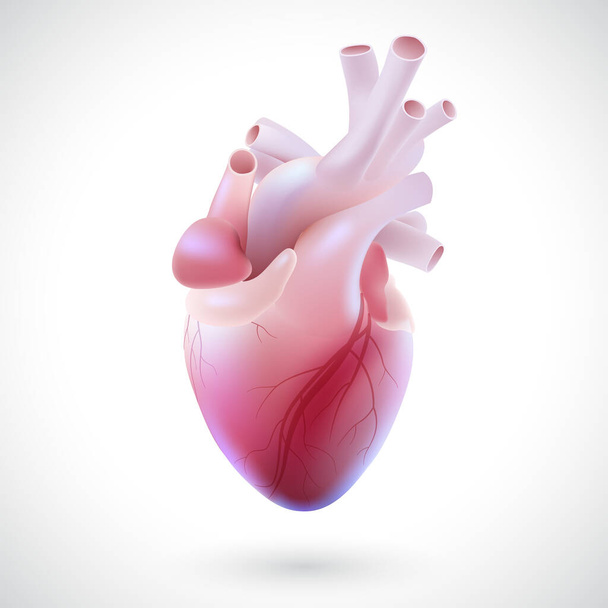 3D illustration of the vascular tubes of the human heart. - Vetor, Imagem