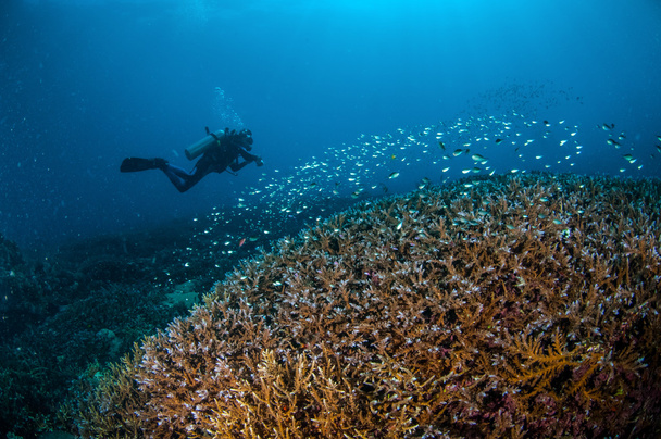 Diver and schooling fish above the coral reefs in Gili, Lombok, Nusa Tenggara Barat, Indonesia underwater photo - Photo, Image