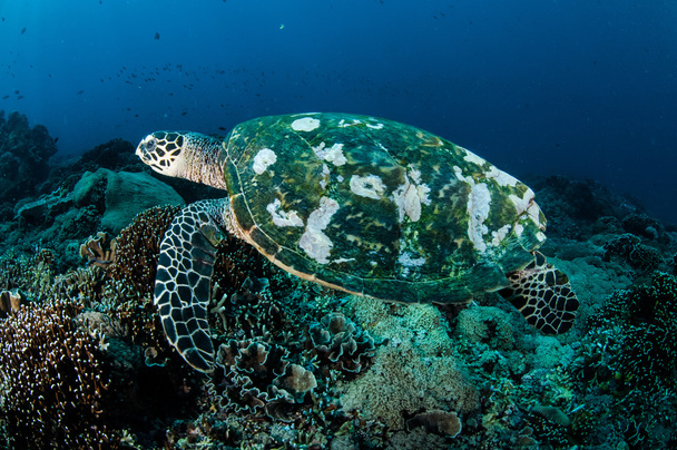 Χελώνας θάλασσα κολυμπά χελώνα γύρω από τους κοραλλιογενείς υφάλους σε Gili, Lombok, Nusa Tenggara Μπαράτ, Ινδονησία υποβρύχια φωτογραφία - Φωτογραφία, εικόνα