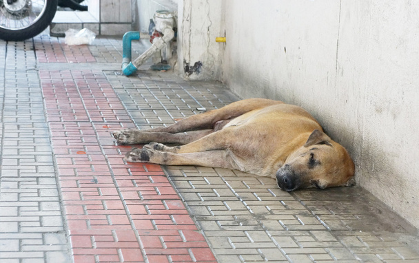Homeless  dog - Φωτογραφία, εικόνα
