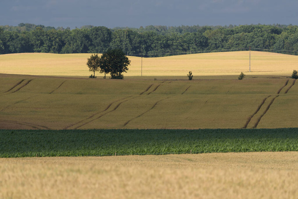 AGRICULTURE - Céréales sur les terres agricoles avant récolte - Photo, image