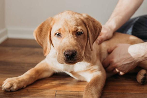 A beige labrador retriever puppy lies on the floor and is petted by its owner. Friendship of animals and people. Companions for life. - Фото, изображение