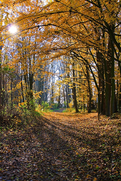 Autun time, backlight in the woods in Bayern - Photo, Image