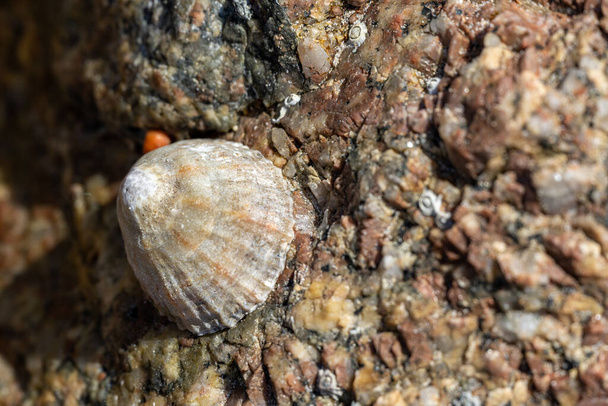 Limpets. Aquatic sea snails stuck to a rock on the UK coastline at low tide. - Foto, Imagen