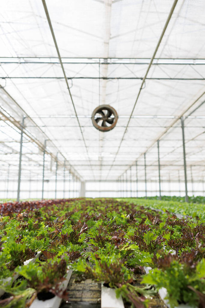 No people in large greenhouse with hydroponic system growing different green organic lettuce with no pesticides. Nobody in hothouse vegetable farm with plants being cultivated. Agriculture concept. - Fotoğraf, Görsel