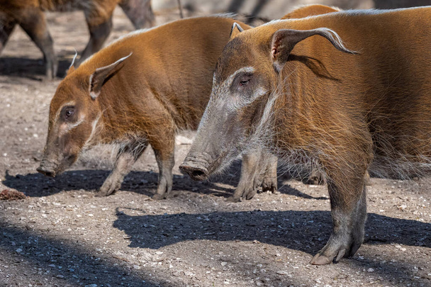 Red River Hog (Potamochoerus porcus) looking for food. - Фото, изображение