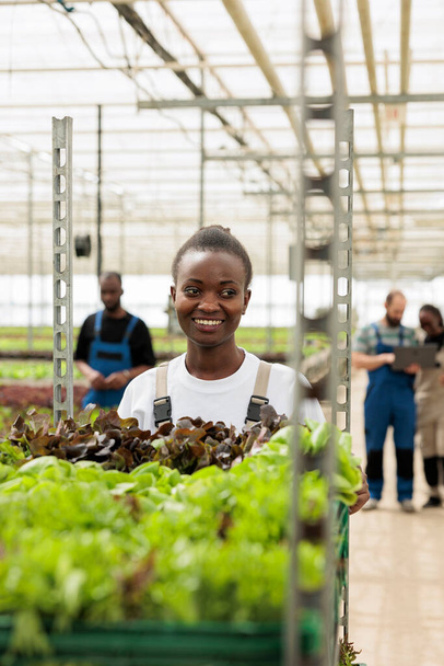 Mosolygó afro-amerikai, aki üvegházban dolgozik, ládákat tologat fenntartható helyi forrásokból származó salátával. Biozöldség szállítását előkészítő nő portréja a helyi boltba. - Fotó, kép