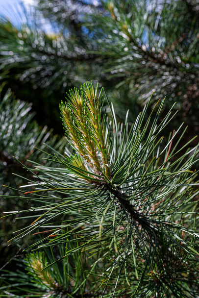 Photo of Pine tree brunch with young green sprouts. Close up. Perfect for bacground. - Valokuva, kuva