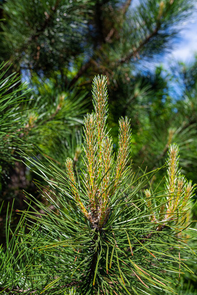 Photo of Pine tree brunch with young green sprouts. Close up. Perfect for bacground. - Photo, Image
