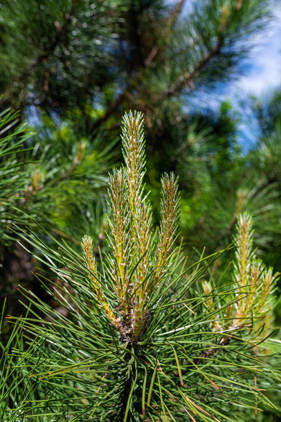 Photo of Pine tree brunch with young green sprouts. Close up. Perfect for bacground. - Foto, Bild