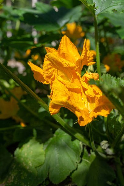 Photo of Zucchini flower blooming in the glasshouse - Photo, Image