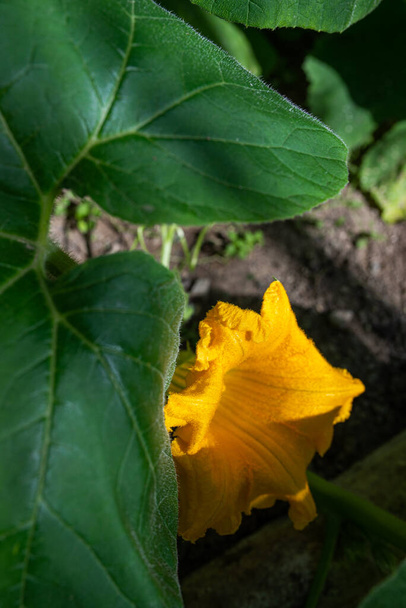 Photo of Zucchini flower blooming in the glasshouse - Photo, Image