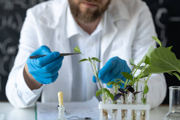 Male biochemist working in the lab on plants. Biotechnologist is researching leaves with tweezers. Biologist workplace. Health and safety blurred background - Valokuva, kuva