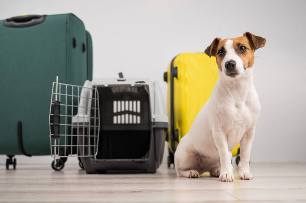 Jack russell terrier dog sits by suitcases and travel box. Ready for vacation - Foto, afbeelding