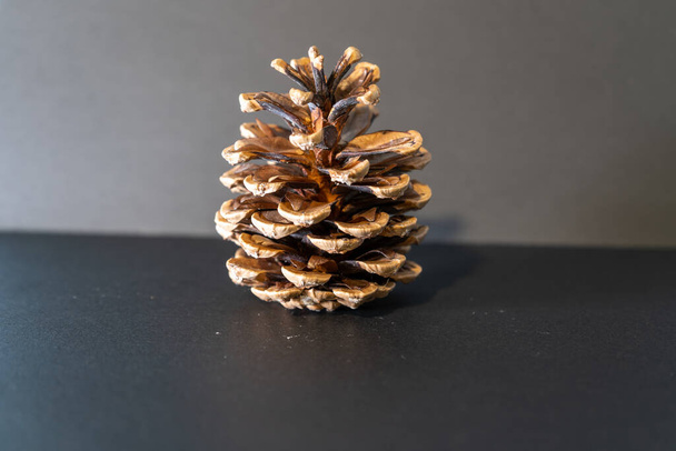 Straight pine cone Black background - Photo, Image