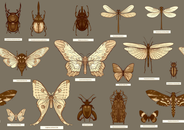Set of insects: beetles, butterflies, moths, dragonflies. Etymologists set. Seamless pattern, background. Vector illustration. In realistic style on military green, khaki background - Wektor, obraz