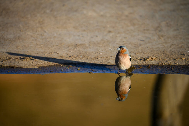 İspinoz ya da Fringilla coelebs - küçük göçmen kuş. - Fotoğraf, Görsel