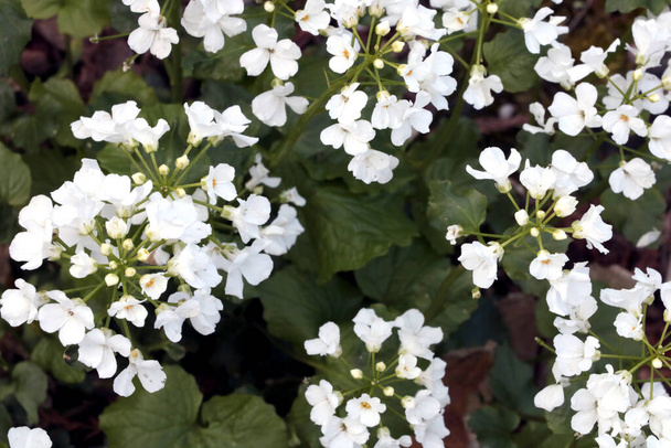 Virágzó fehér vadvirágok. A hagyományos gyógyászatban használják. - Fotó, kép