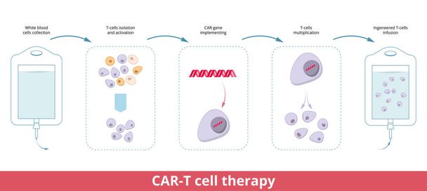 CAR-T hücre terapisi. Chimeric antijen reseptör T hücreleri (CAR T hücreleri olarak da bilinir) bağışıklık tedavisi için yapay T hücresi reseptörü üretmek üzere genetik olarak tasarlanmış T hücreleridir. - Vektör, Görsel