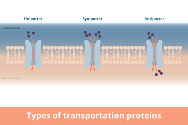 Typen von Zellmembran-Transportproteinen. Visualisierung von Uniporter (ein Molekül, eine Richtung), Symporter (zwei Moleküle, gleiche Richtungen), Antiporter (zwei Moleküle, unterschiedliche Richtungen)). - Vektor, Bild