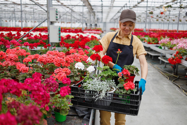 Woman puts flowers in a box picking up an order in a greenhouse - Foto, Bild
