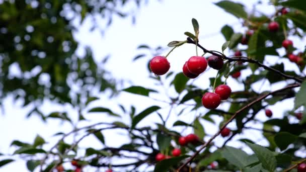 Ripe cherry. Blushing berries on the branches. Healthy fruits and snacks. wood. A lot of summer multi-seeded berries, a healthy dietary product, summer juicy berries - Footage, Video