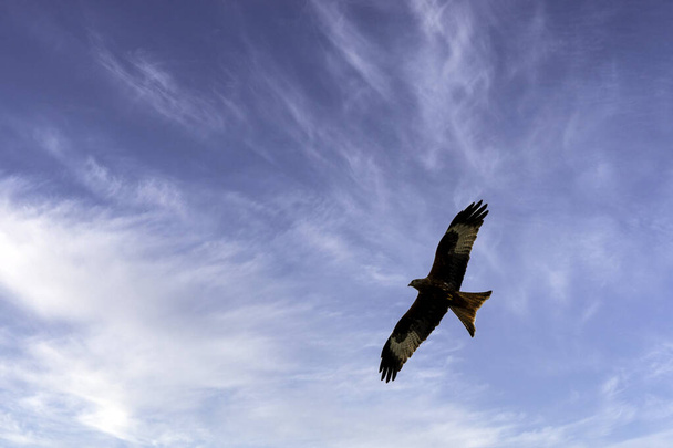 Flying red kite (Milvus milvus) on British sky - Foto, imagen