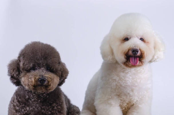 Two adorable Poodle dogs sitting together on white color background. - Foto, imagen