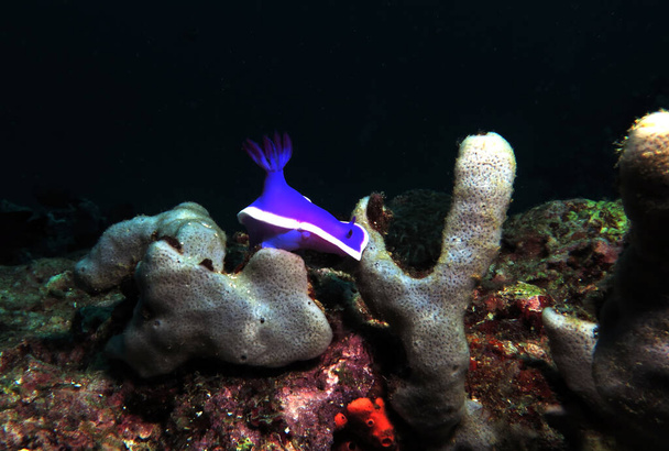Hypselodoris Bullocki nudibranch Boracay Philippines - Fotografie, Obrázek