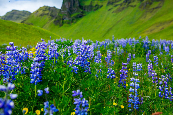 Picturesque landscape with green nature in Iceland during summer. Image with a very quiet and innocent nature. - Foto, Imagen
